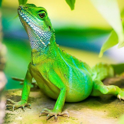 Nahaufnahme einer leuchtend grünen Echse auf der Erfurter ega, eine detaillierte Aufnahme aus einem Tierfotografie-Portfolio.